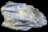 Vibrant Blue Kyanite Crystals in Quartz - Brazil #80386-1